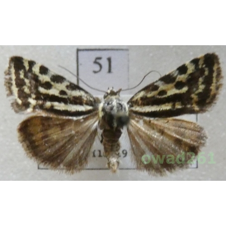 Acontia trabealis (Scopoli, 1763) Czech51